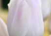 Tulipa Yankee ® (3)